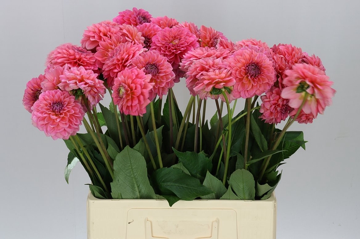 <h4>Dahlia Pink Runner</h4>