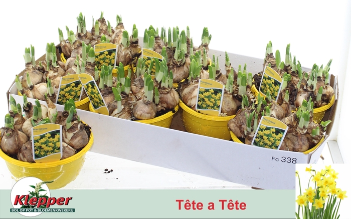 <h4>NARC O TETE A TETE</h4>