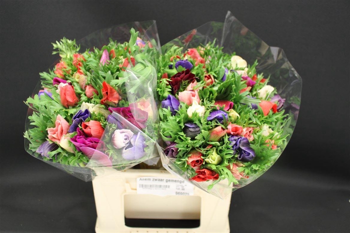 <h4>Anem Zwaar Gemengd</h4>