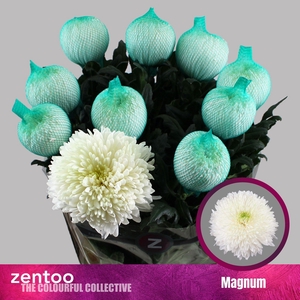 CHRYSANTHEMUM PL 'MAGNUM'