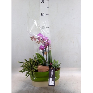 Arr.  Phalaenopsis  H%