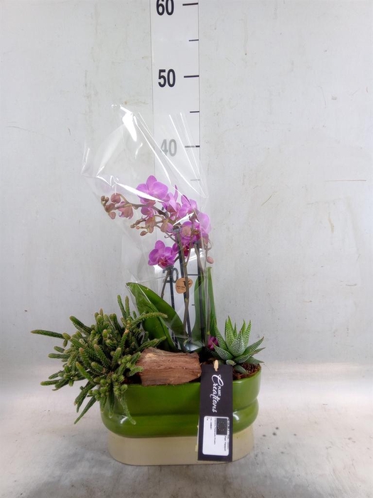 <h4>Arr.  Phalaenopsis  H%</h4>