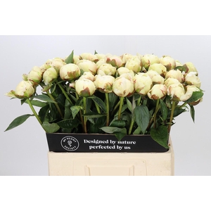 Paeonia Ann Cousins