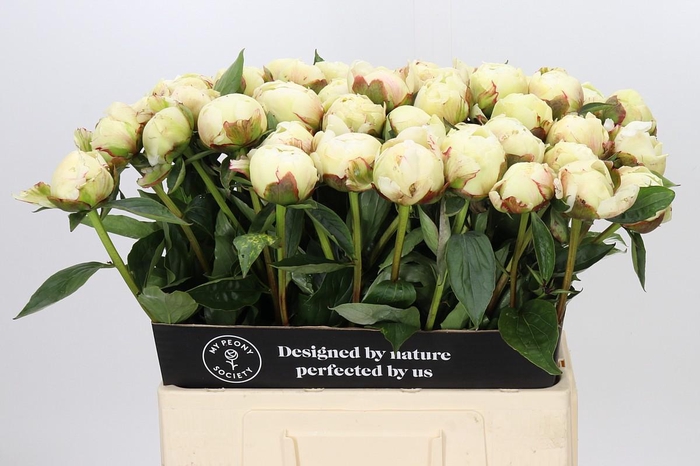 <h4>Paeonia Ann Cousins</h4>