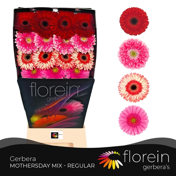 <h4>Gerbera Mix 4 kleuren Diamond</h4>