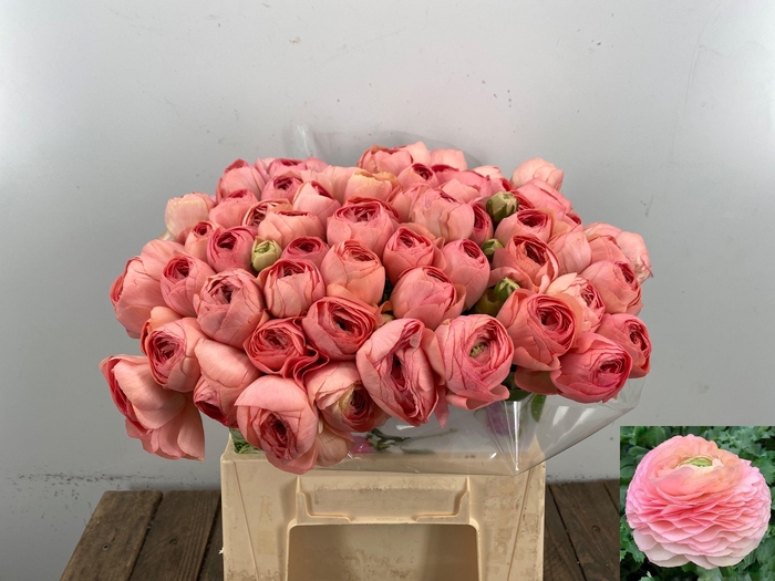 <h4>RAN AAZUR CHAMPAGNE</h4>