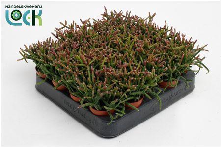 <h4>Rhipsalis Burchellii</h4>