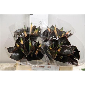 Anth Black Love 40 L35