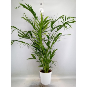 Chamaedorea cataractarum