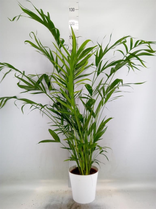 <h4>Chamaedorea cataractarum</h4>