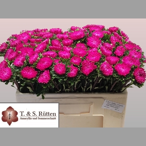 CALLIS MATS PINK