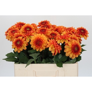 Dahlia American Sunset