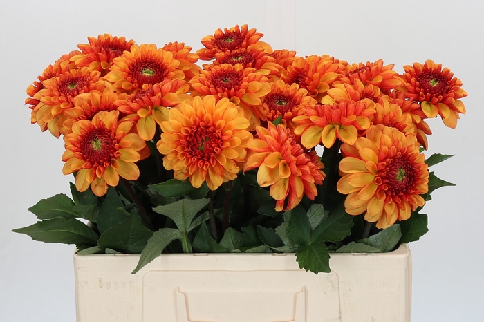 <h4>Dahlia American Sunset</h4>