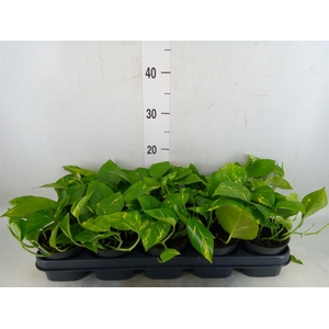 Epipremnum pinn. 'Aureum'