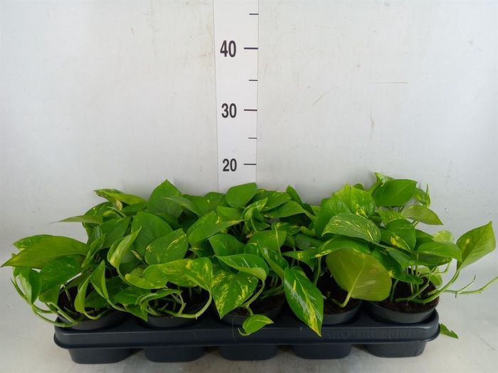 <h4>Epipremnum pinn. 'Aureum'</h4>