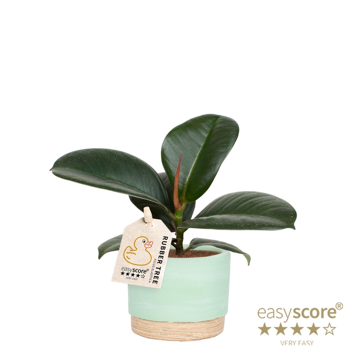 FICUS ELASTICA P7