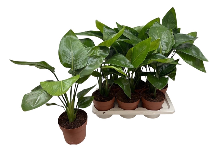 <h4>STRELITZIA NICOLAI</h4>