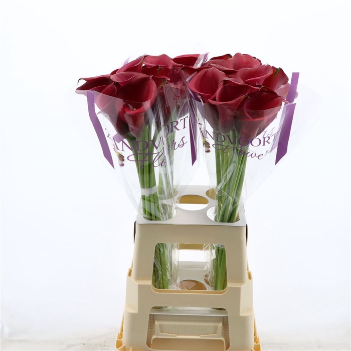 Calla Red Salsa | Heavy Quality