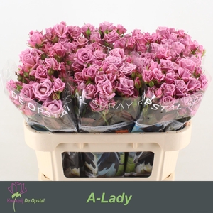 R Tr A-lady
