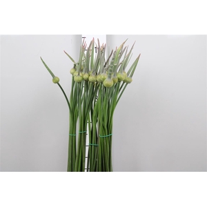 Allium Cepa Judith