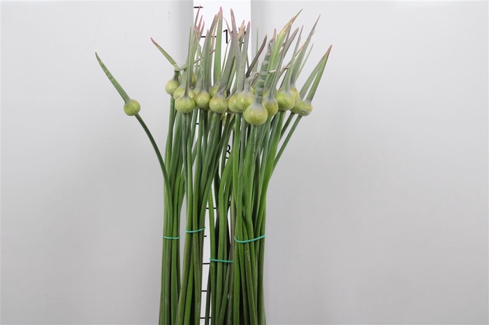 <h4>Allium Cepa Judith</h4>