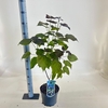 Catalpa Purpurea