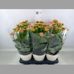 Kalanchoe  'Volcanic Orange'