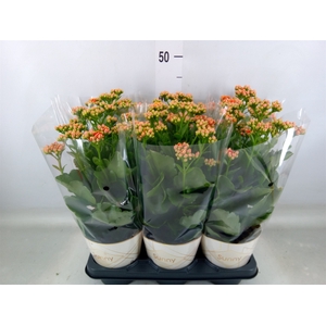 Kalanchoe  'Volcanic Orange'