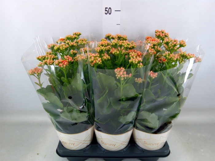 <h4>Kalanchoe  'Volcanic Orange'</h4>