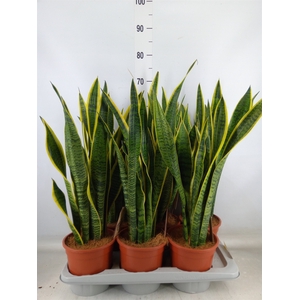 Sansevieria trifa. 'Laurentii'