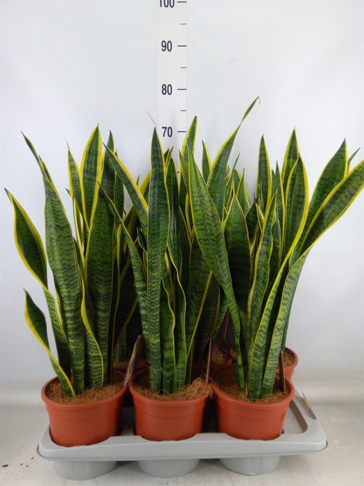 <h4>Sansevieria trifa. 'Laurentii'</h4>