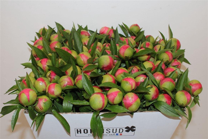 <h4>Paeo L Coral Charm</h4>