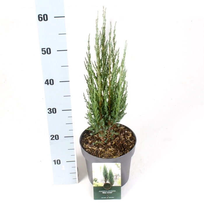 <h4>Juniperus s. 'Blue Arrow'</h4>