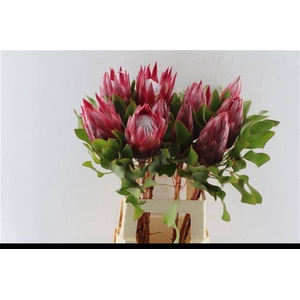 PROTEA MADIBA