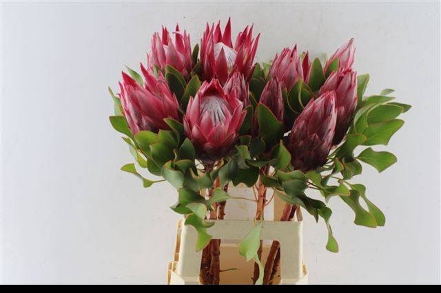 <h4>PROTEA MADIBA</h4>