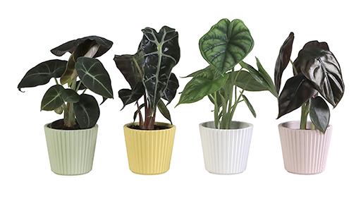 ALOCASIA P6 L 65918