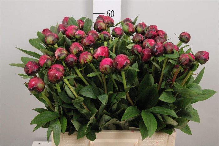 <h4>Paeo L Kansas</h4>