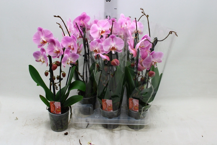 <h4>PHAL EL CASCADE</h4>