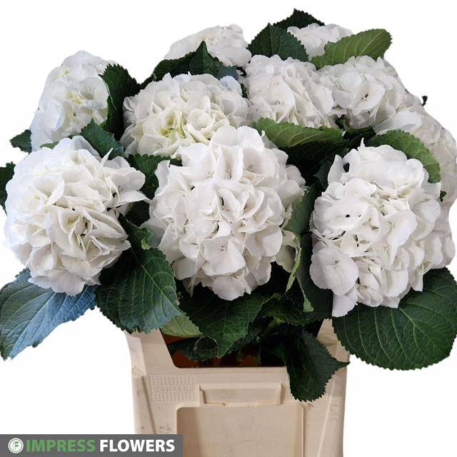 <h4>HYDR M SCHNEEBALL WHITE</h4>