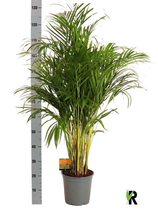 <h4>DYPSIS LUTESCENS</h4>