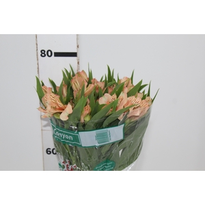 ALSTROEMERIA CANYON 080 CM