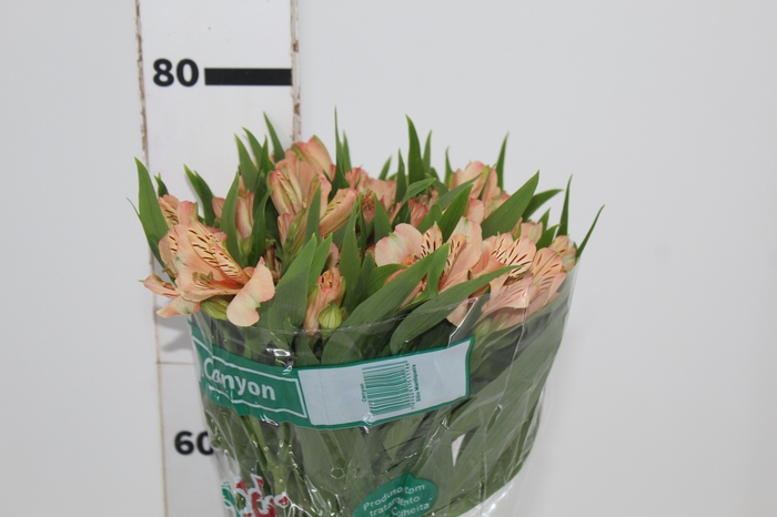 <h4>ALSTROEMERIA CANYON 080 CM</h4>
