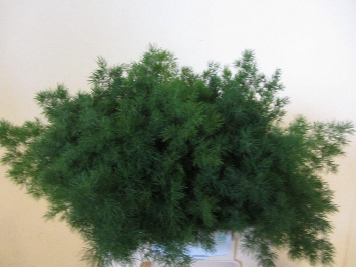 <h4>ASP UMBELLATUS - 50 CM</h4>