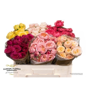 Rosa spray garden mix in bucket
