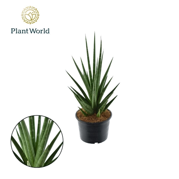 <h4>Sansevieria 'Dancing Queen'</h4>