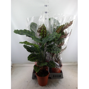 Calathea   ...