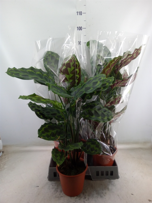 <h4>Calathea   ...</h4>