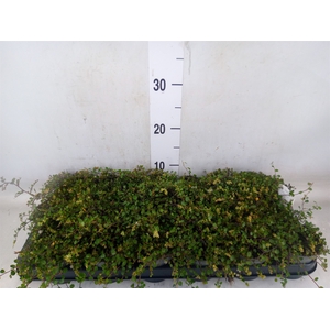Muehlenbeckia com. 'Mao'ri'