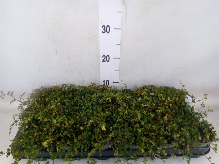 <h4>Muehlenbeckia com. 'Mao'ri'</h4>