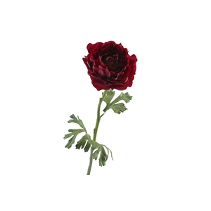 Ranunculus Fuchsia